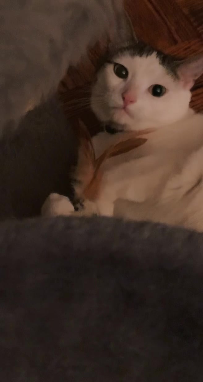 @nova’s the cat