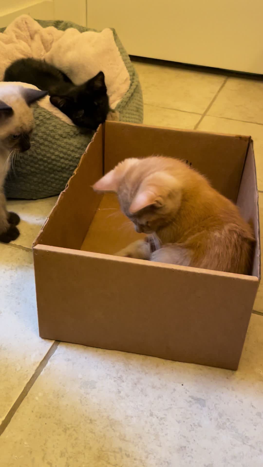 @motel cats