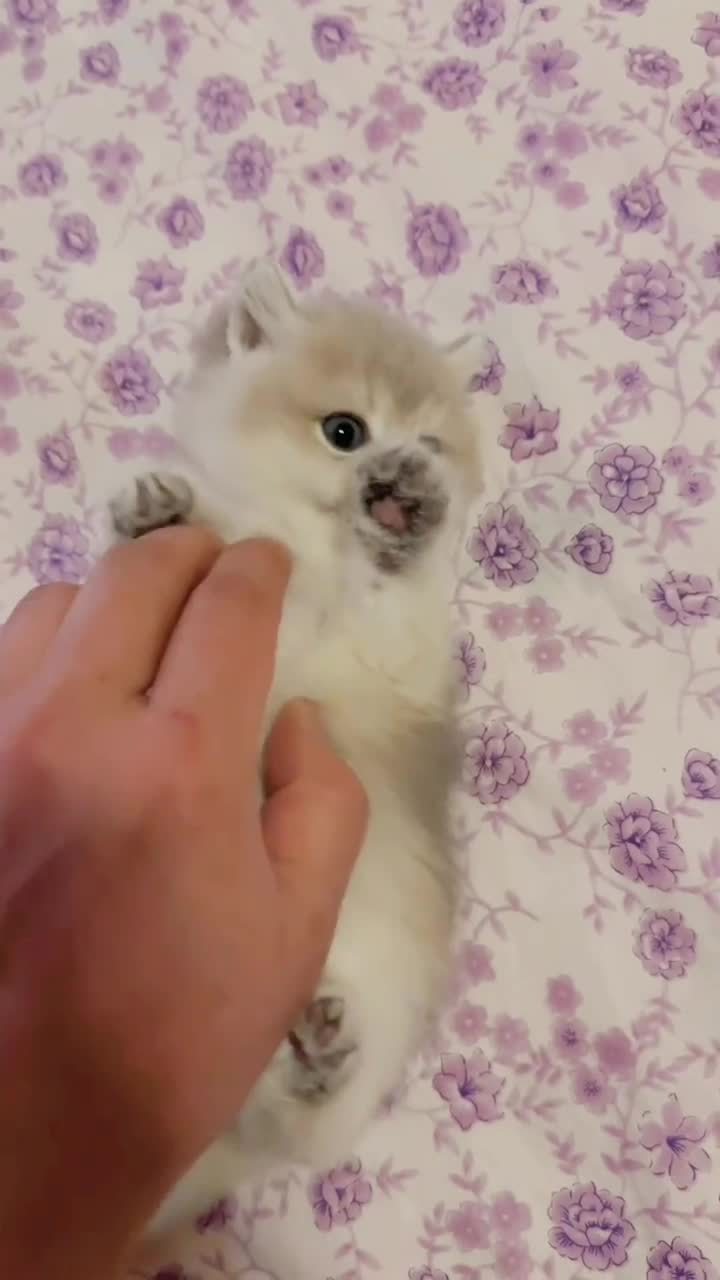 @CutePetEncyclopedia
