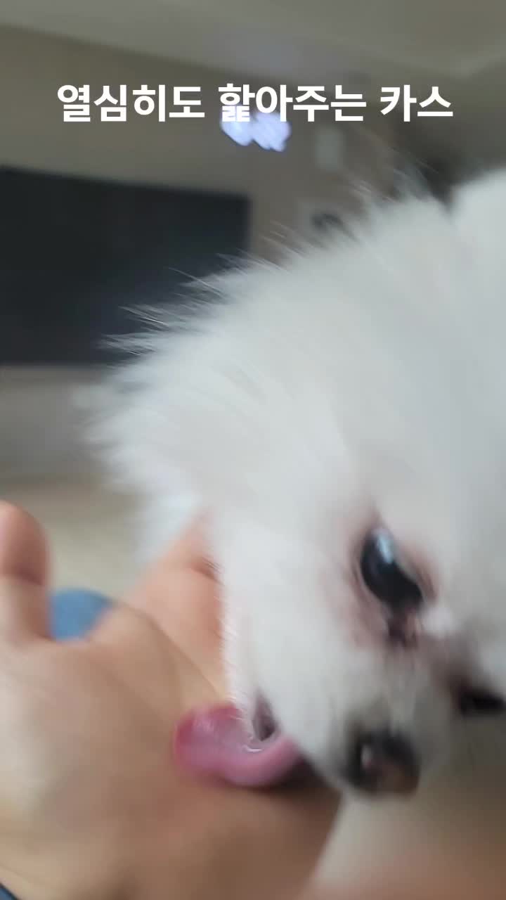 @funny션니