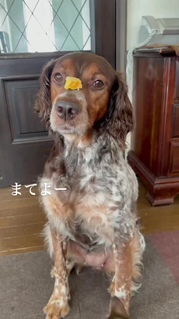 @niraithedog