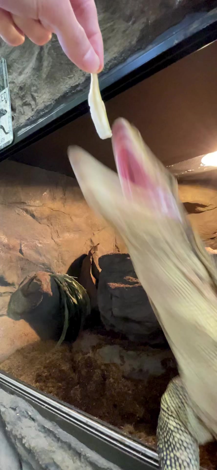 @The Reptarium