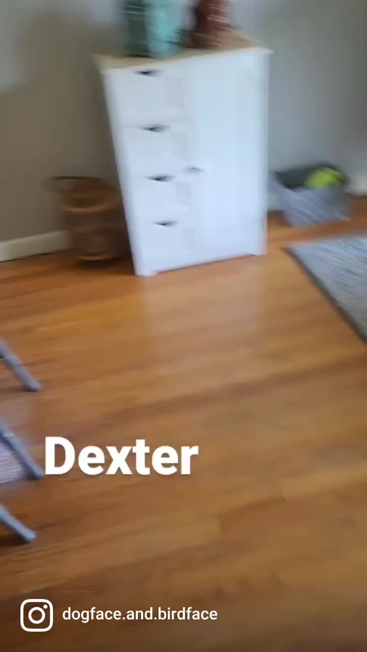 @dogface.and.birdface