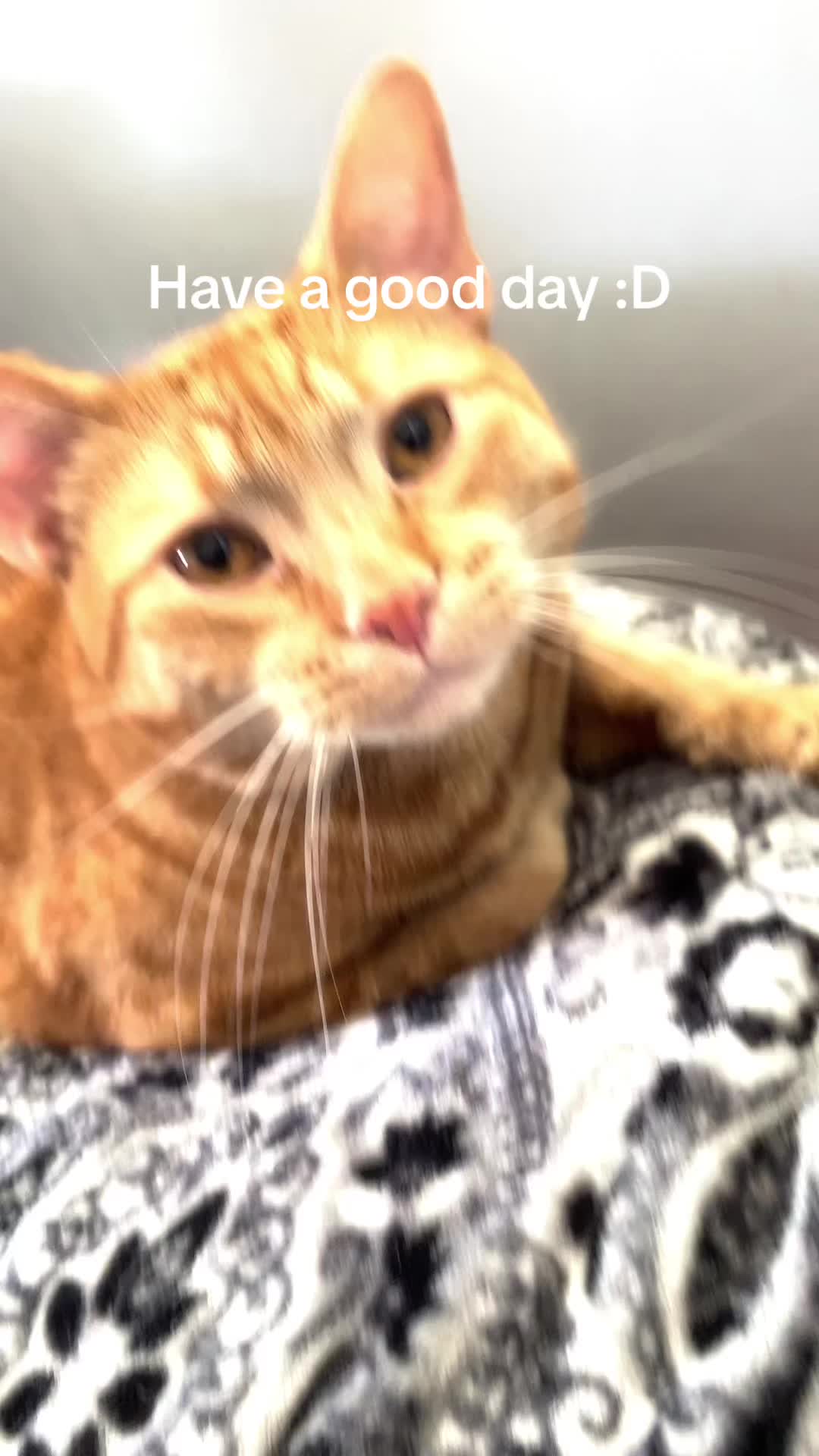 @dandysworldfan_boxten