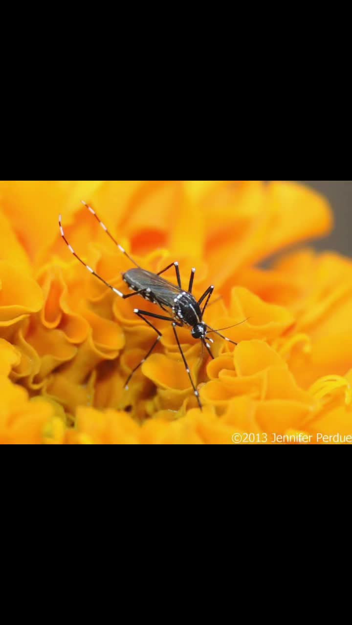 @Jennifer’s_Bugs