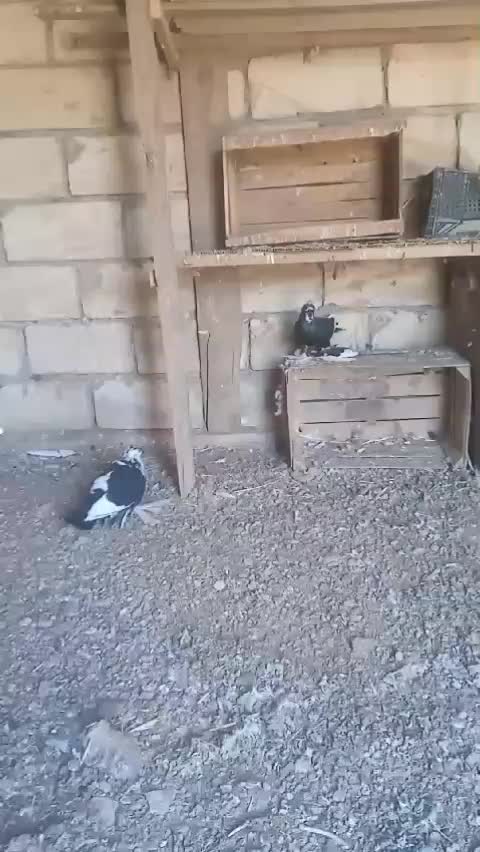 @Kamran_Piriyev