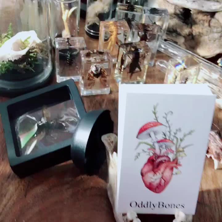 @foxwothoutsox