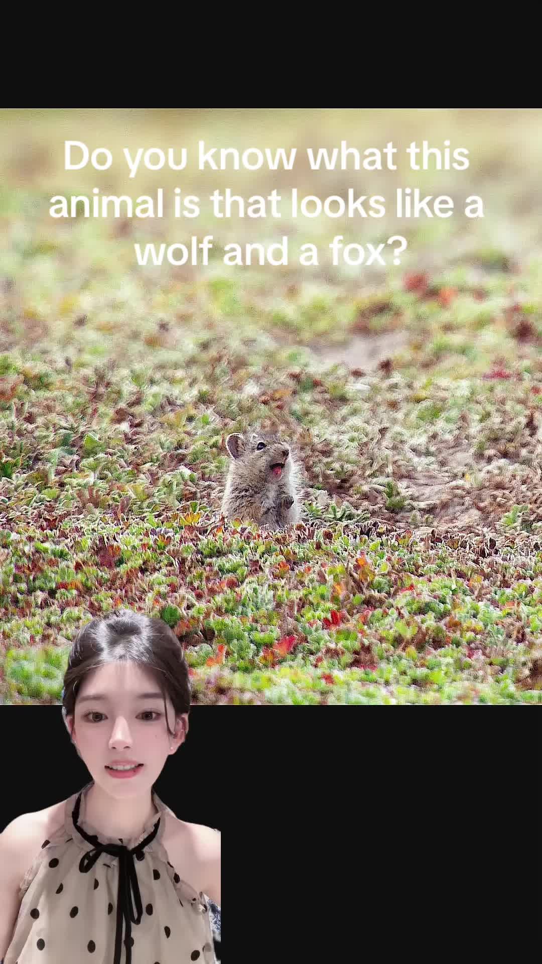 @aboutanimals