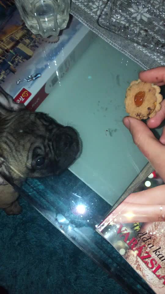 @Frenchbulldog_Zora
