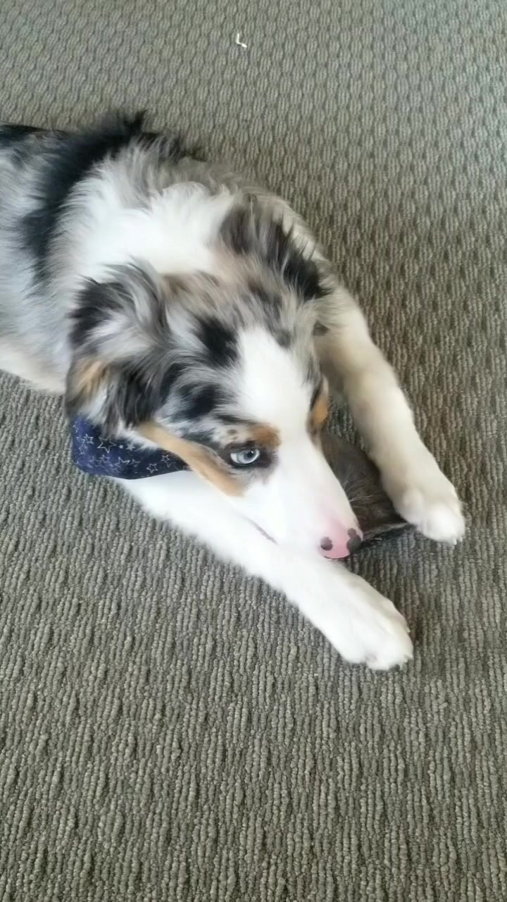 @Jett The Aussie
