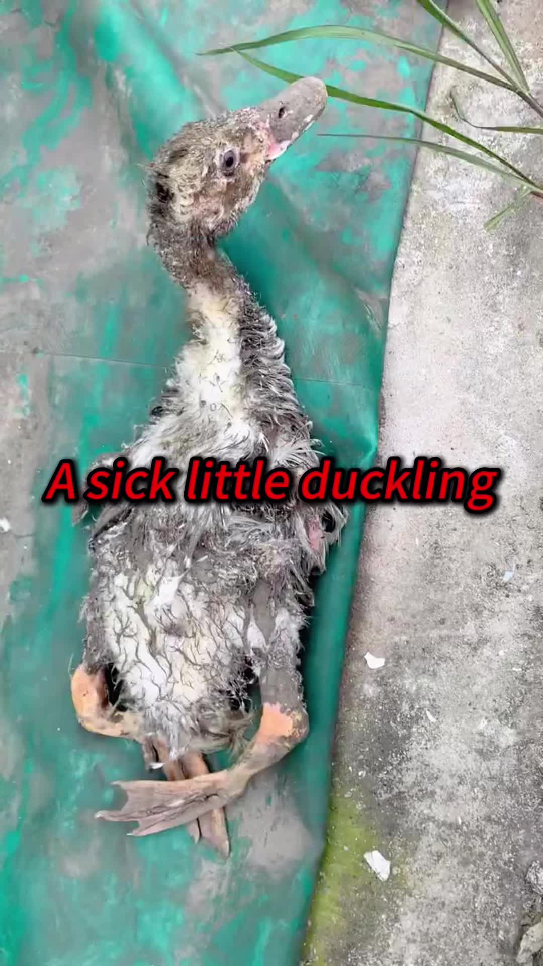 @Kiki_animals22