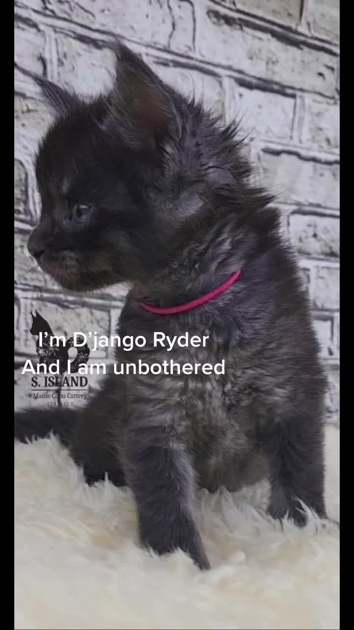 @DJangoRyder