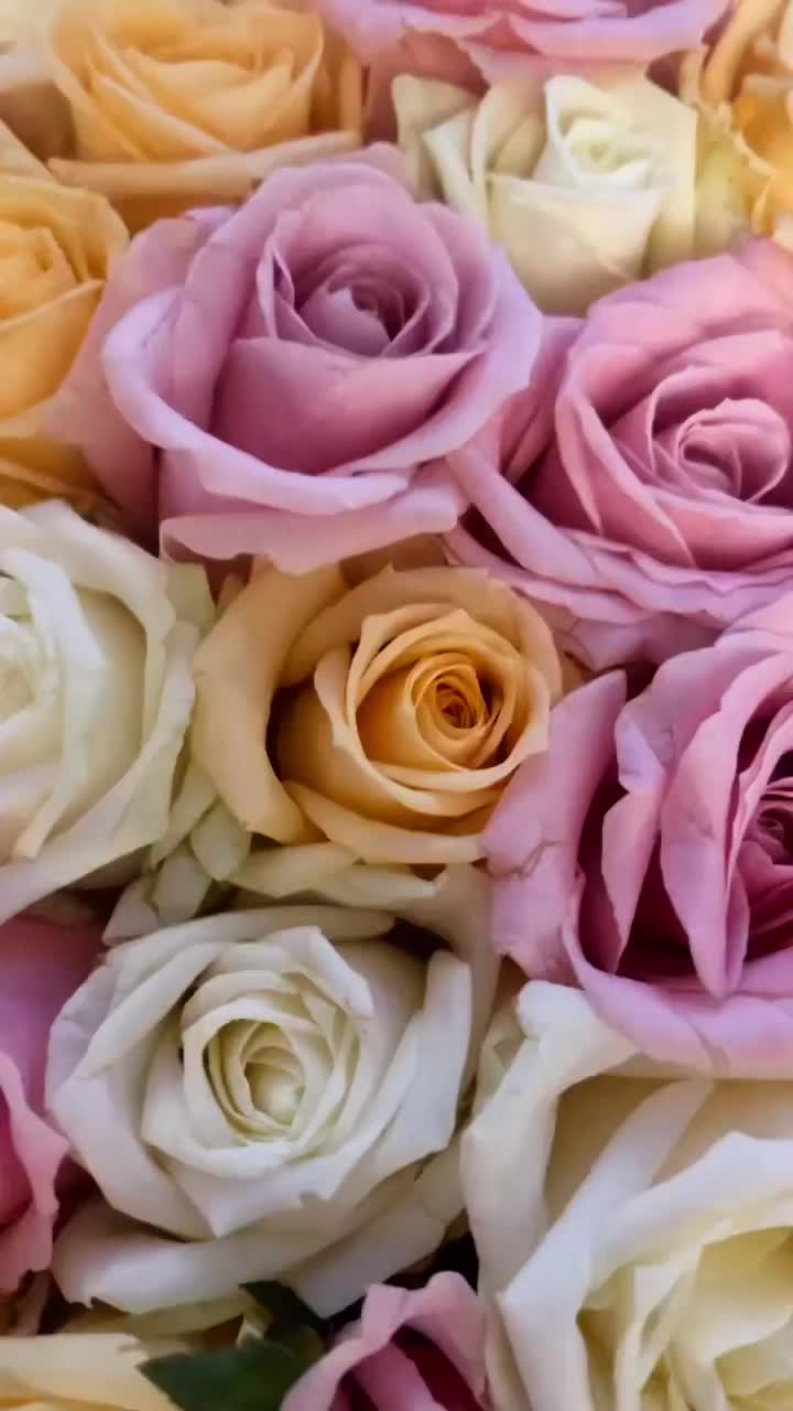 @likaalika88