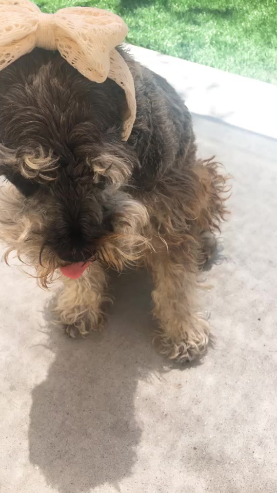 @max_pooch