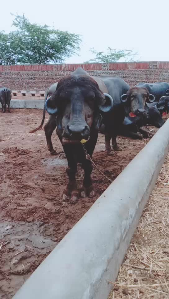 @કેશુભાઈ વાધેલા