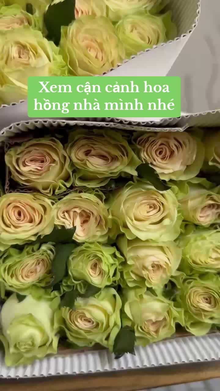 @Tran Phuong Nhien
