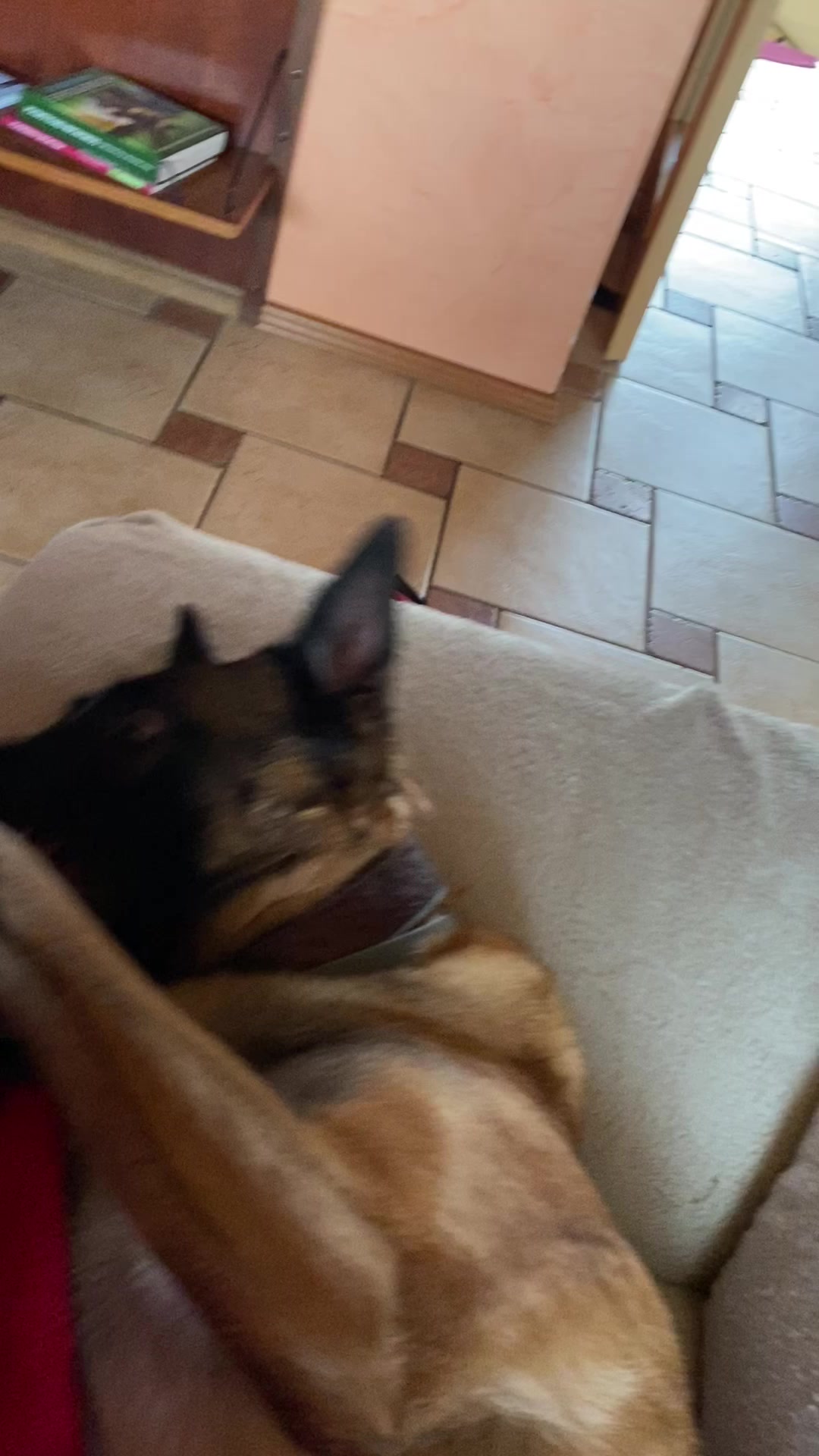 @malinois_und_ich