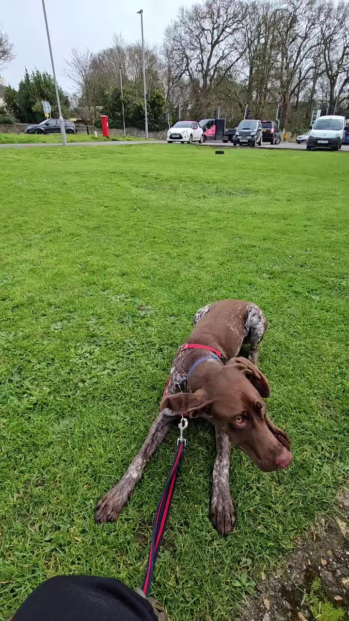 @Paw By Paw Dog Training