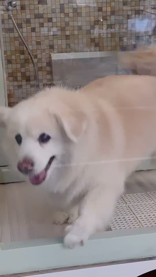 @Fluffy Creamy Dog