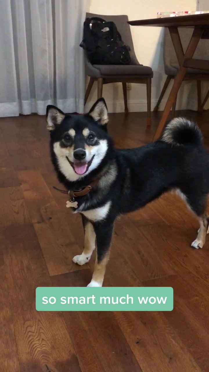 @Zoe the Shiba Inu