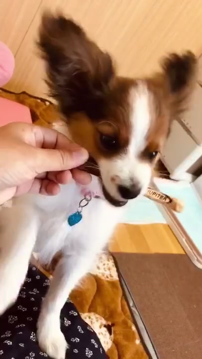 @パピヨンのうた君