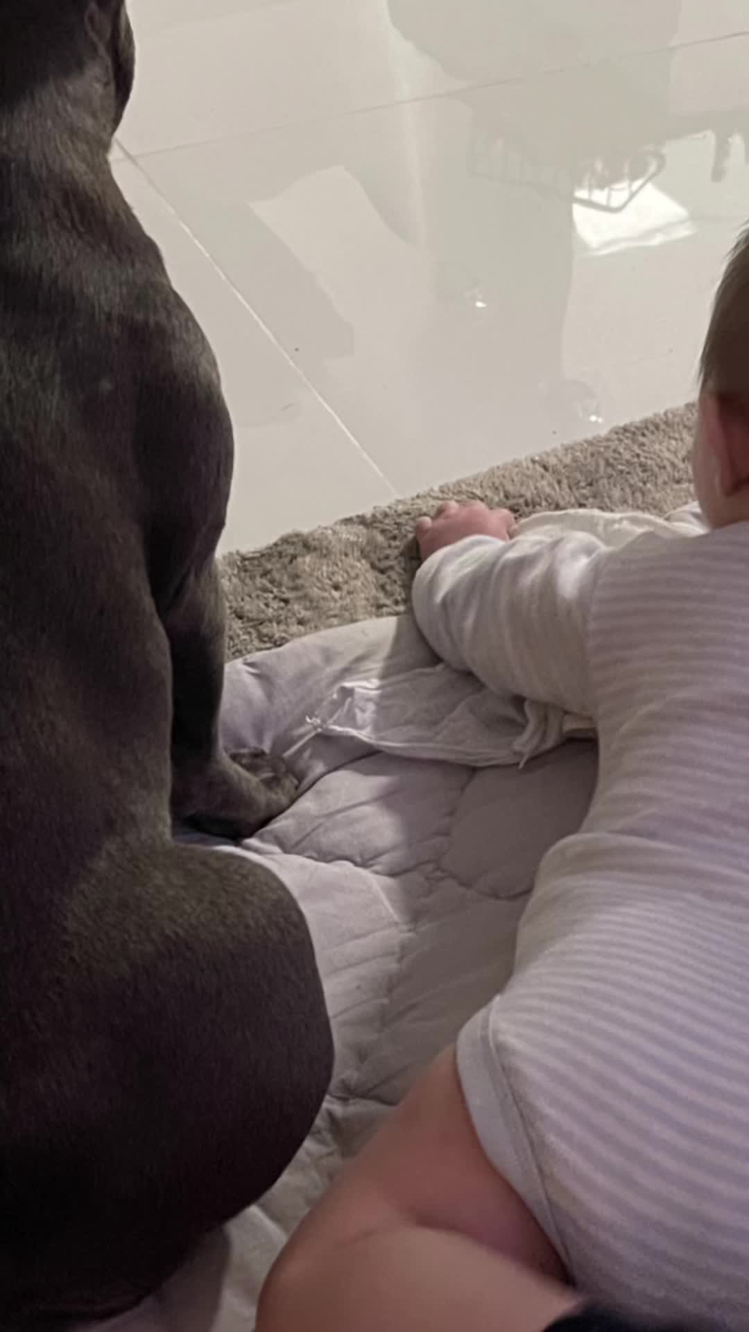 @Cookie 🍪 French Bulldog 🦴