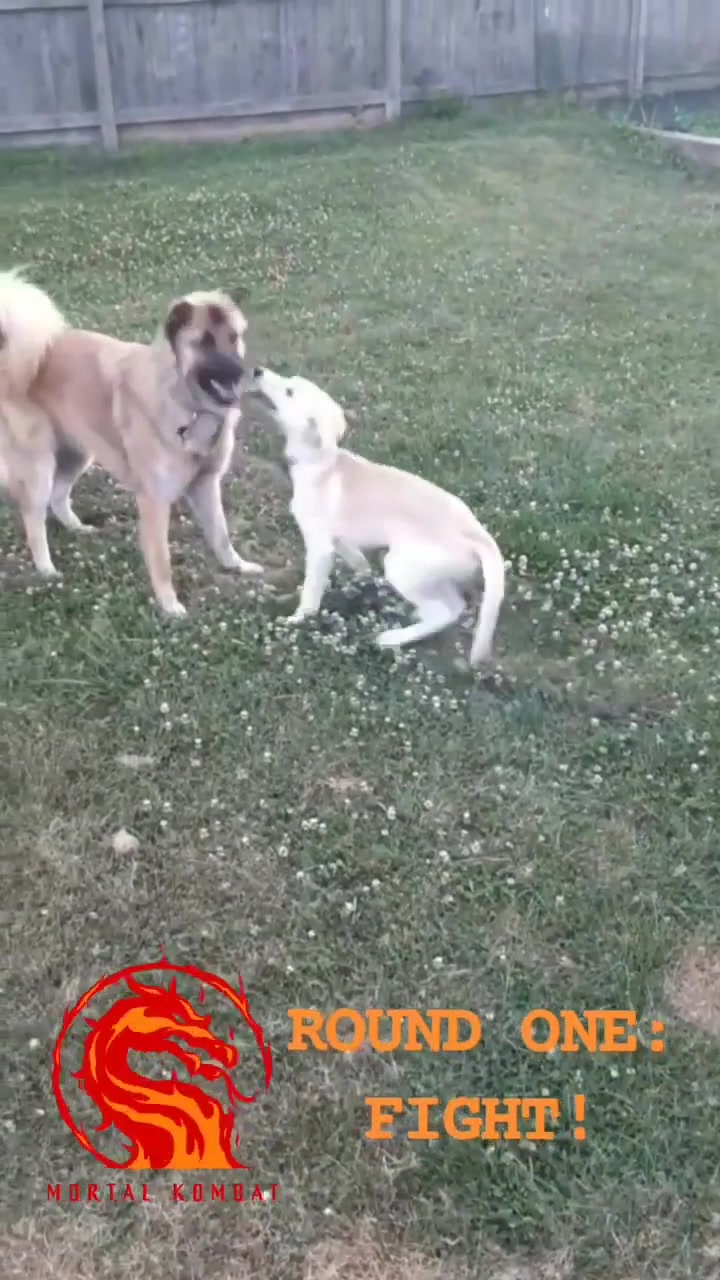 @dogface.and.birdface