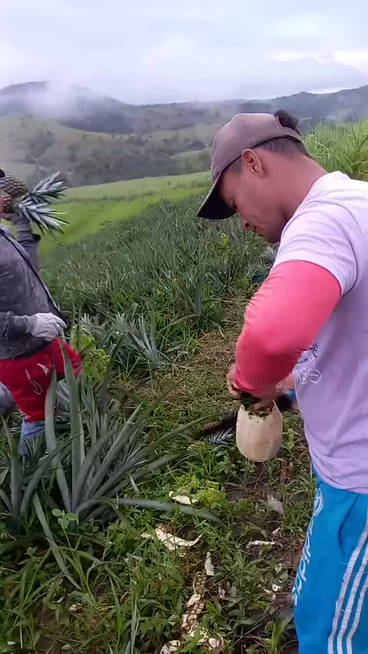@Maciel da macaxeira