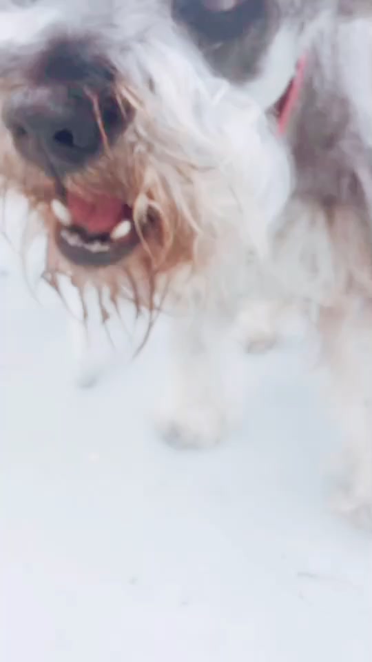 @max_pooch