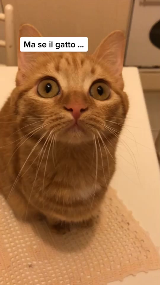 @Magic♥️Pets