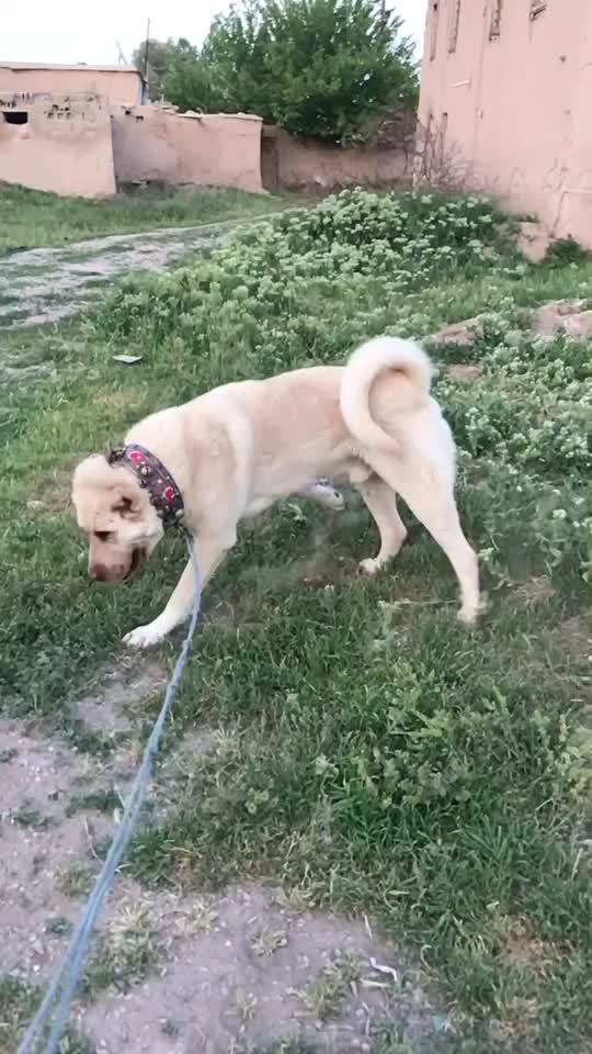 @Eray Sarıçiçek