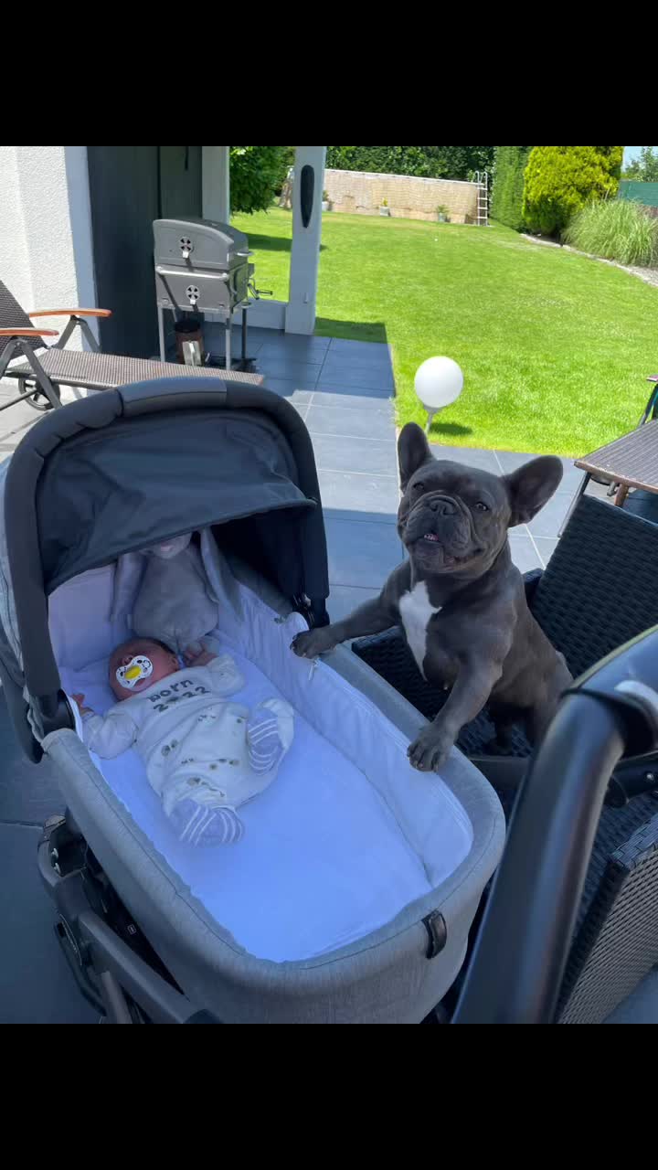 @Cookie 🍪 French Bulldog 🦴
