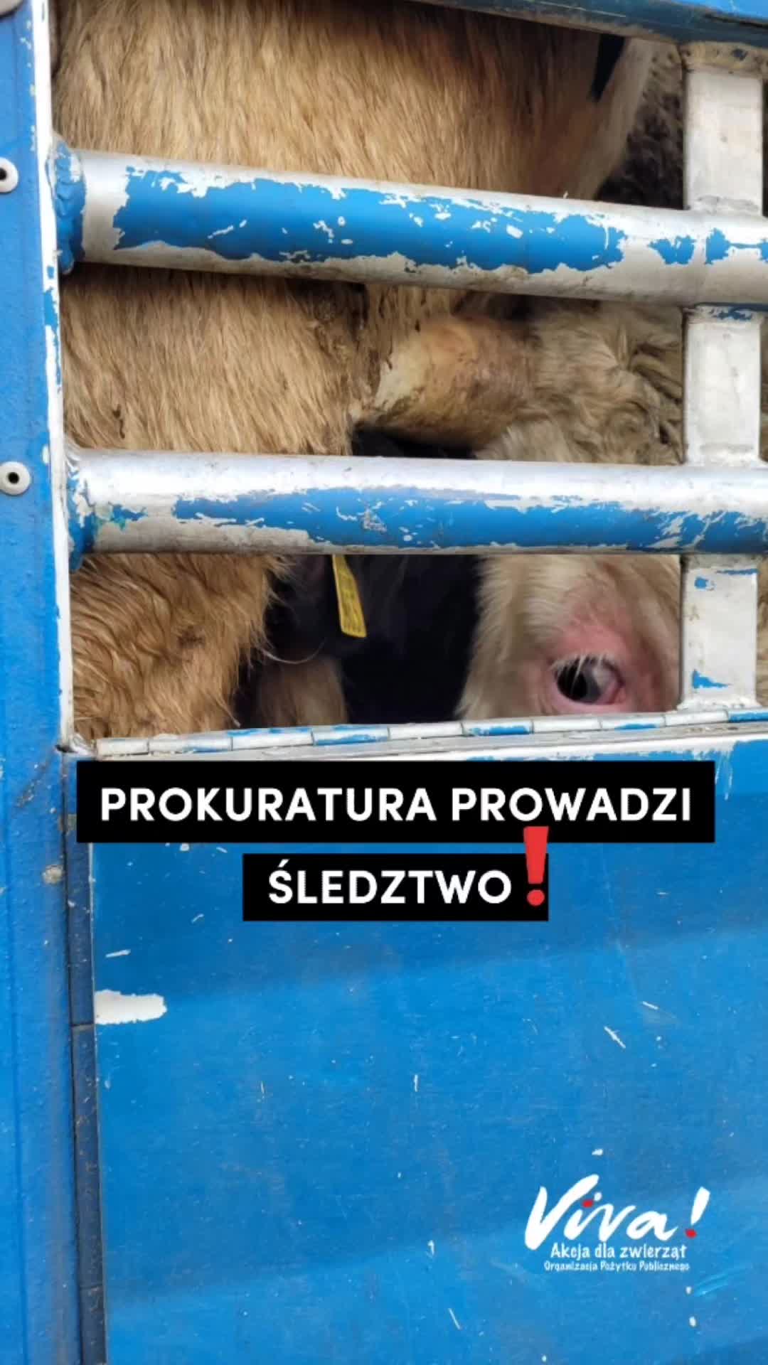 @Stopklatka Viva!