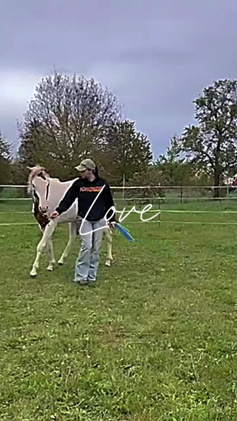 @Farbklecks Pferde