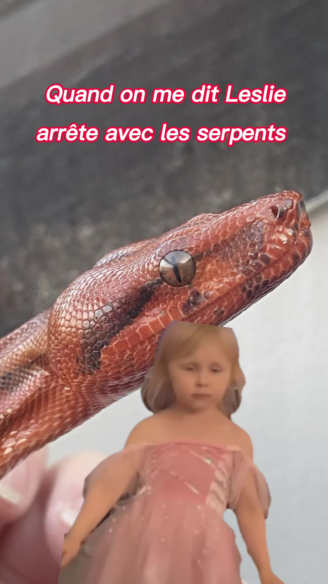 @Snakes_of_Leslie🐍