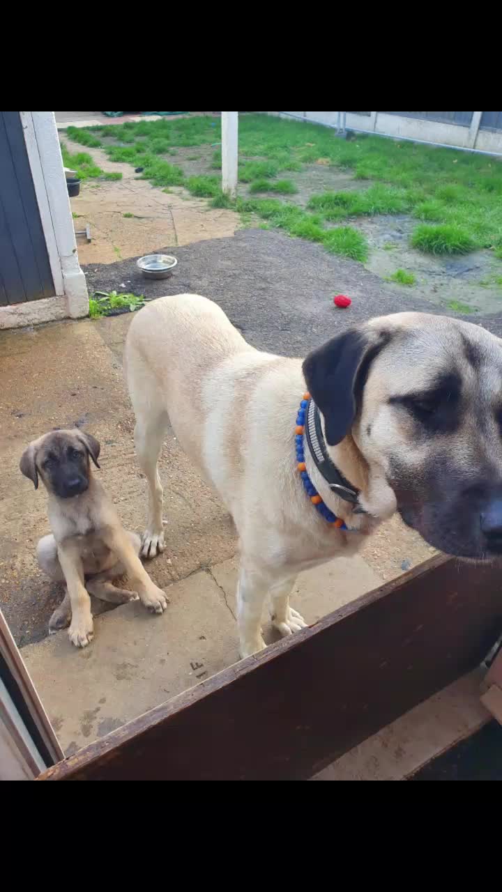 @essexkangals