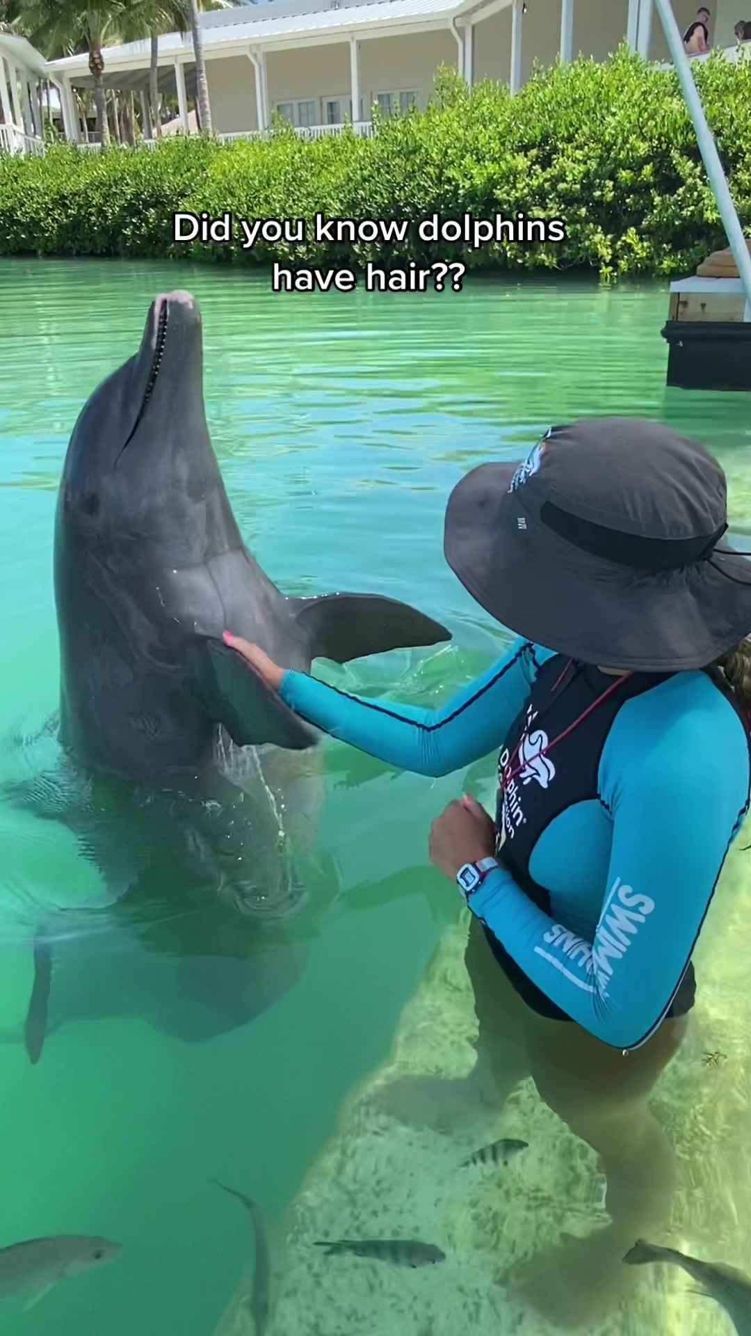 @dolphinconnection