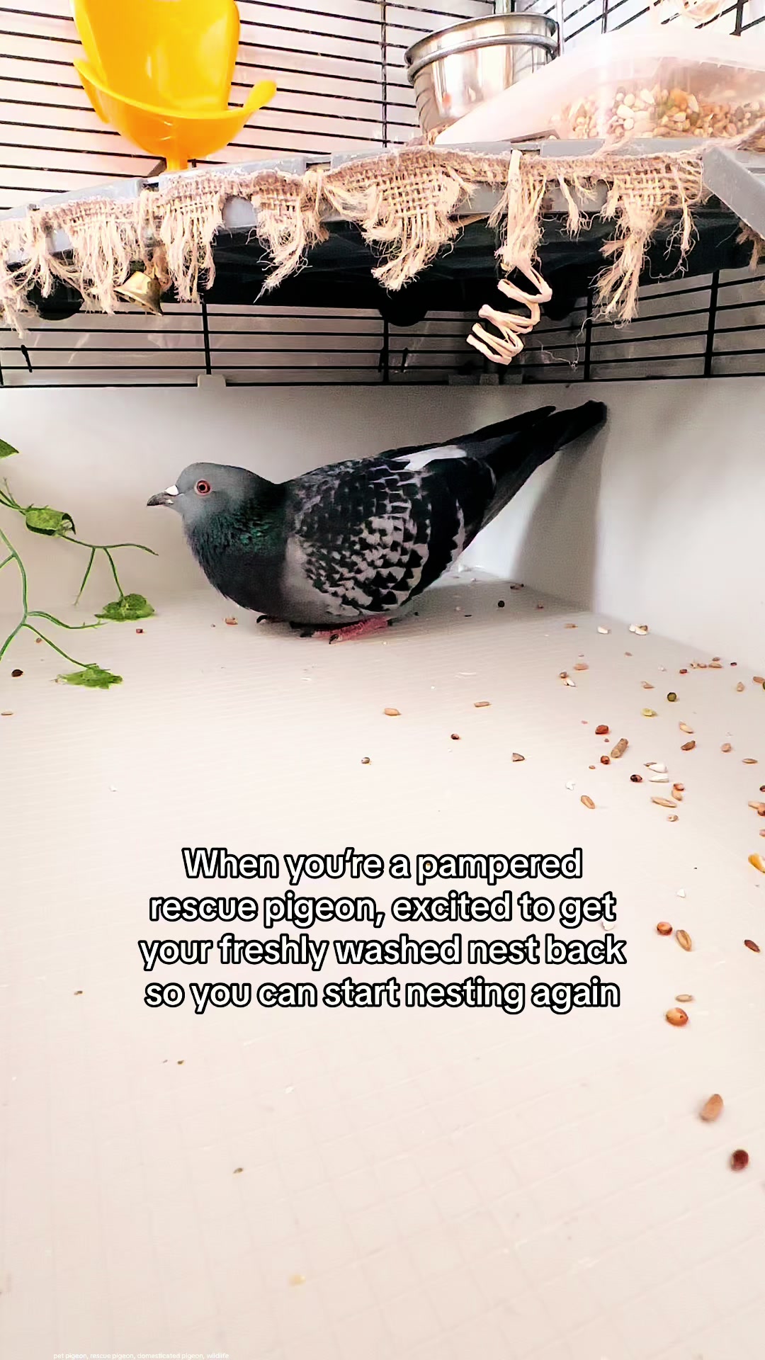 @Fidge the Pidge