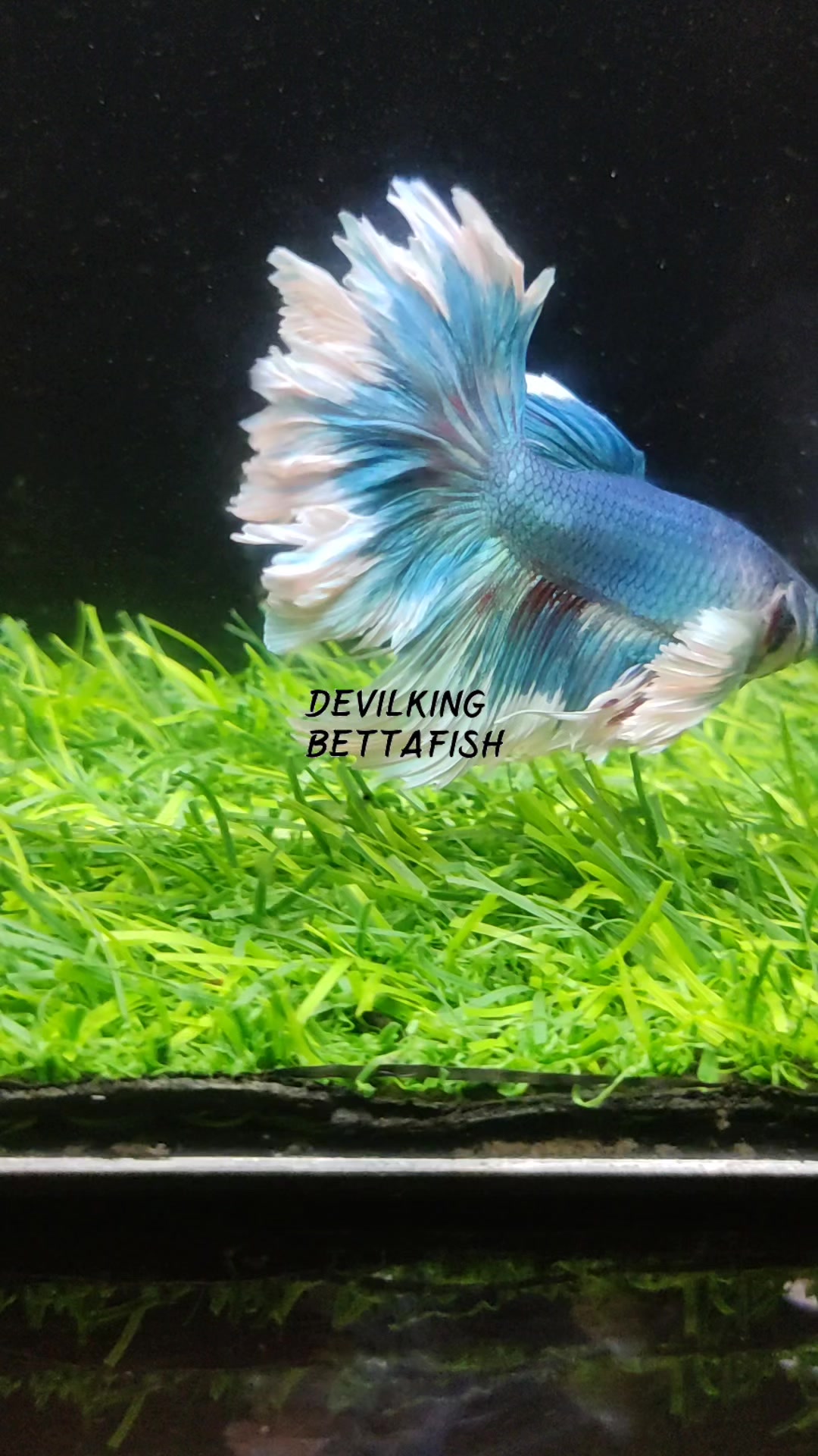 @DevilKing Store