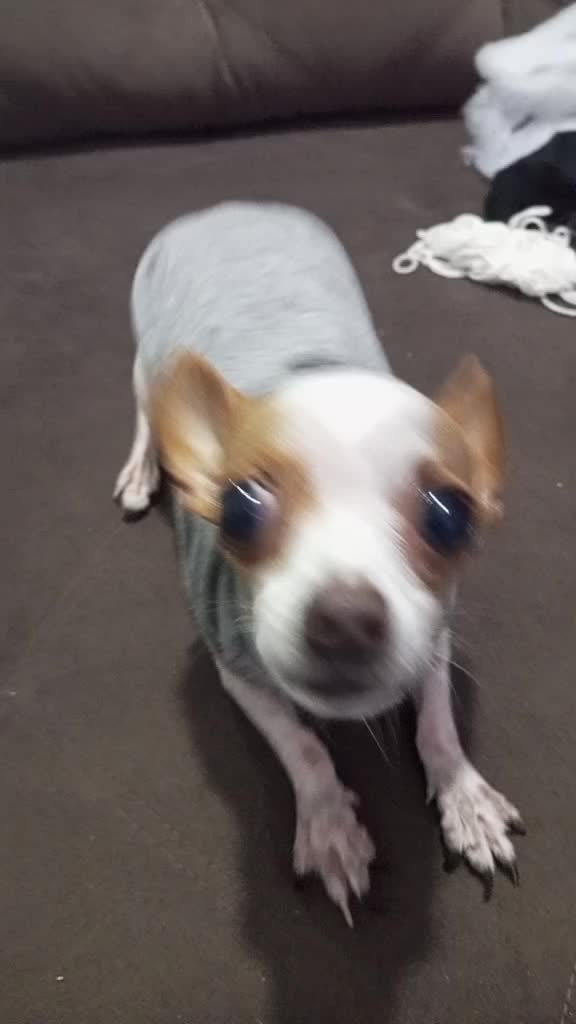 @Lilizinha🐶