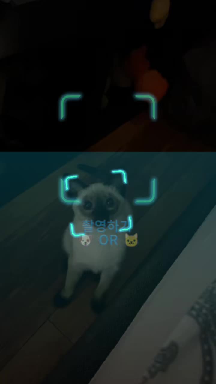 @Blueberry Eyes Cat