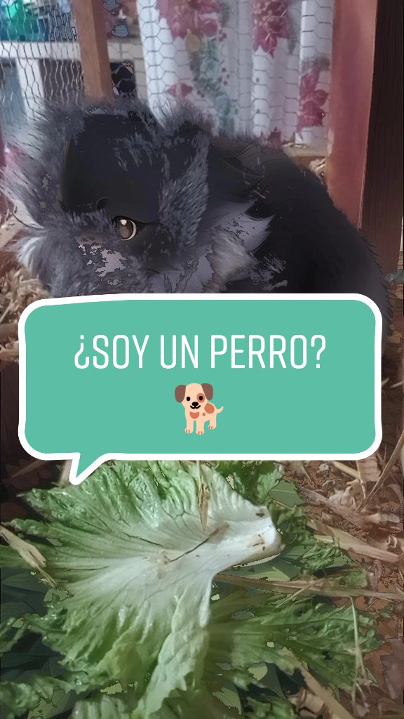 @elrat&oacute;n