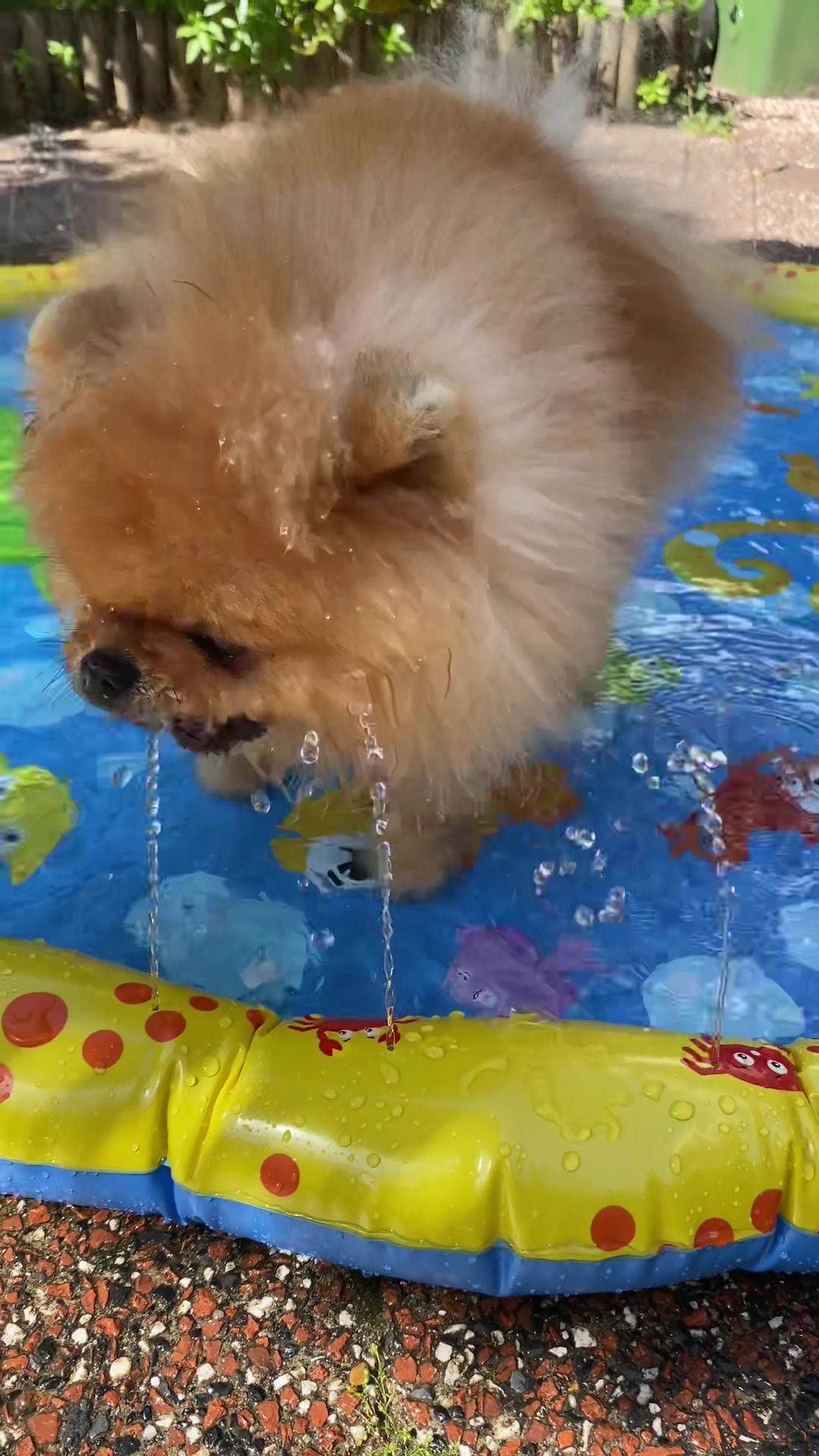 @yoshi.thepom