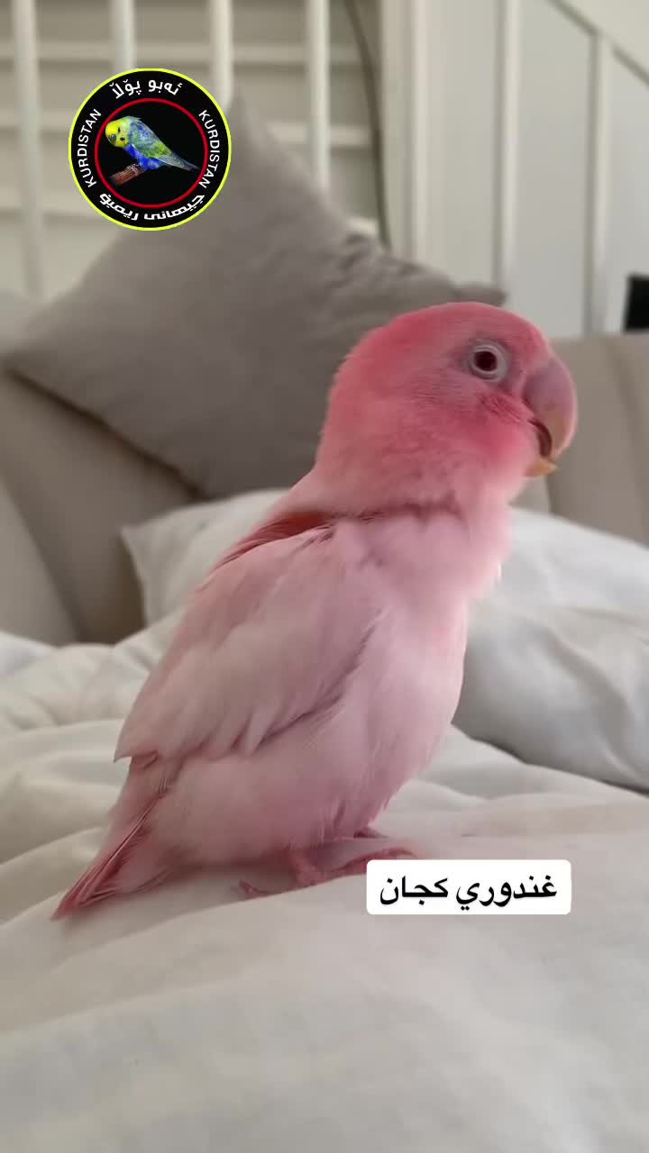 @أبو پؤلا