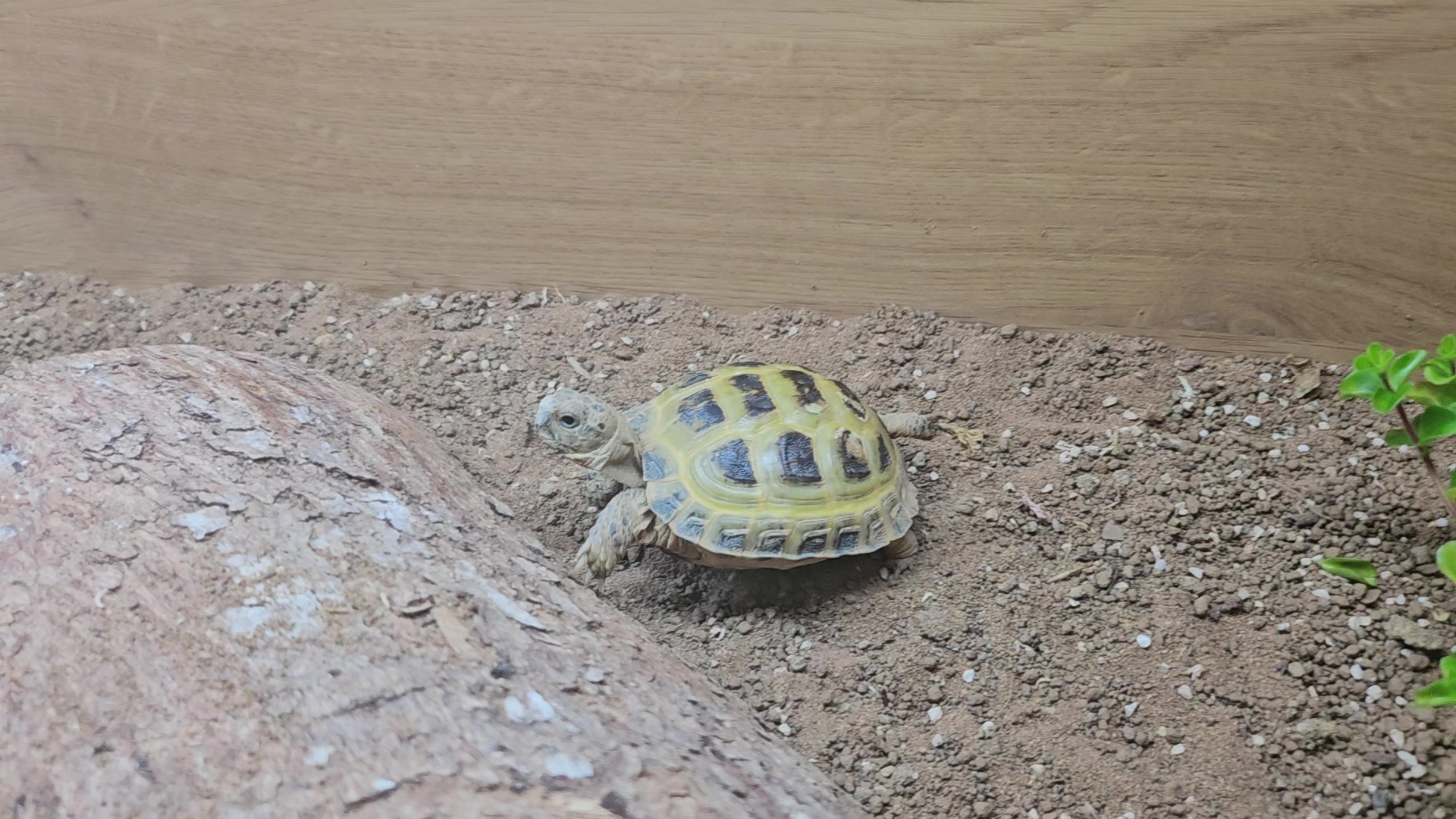 @speedy_the_tortoise