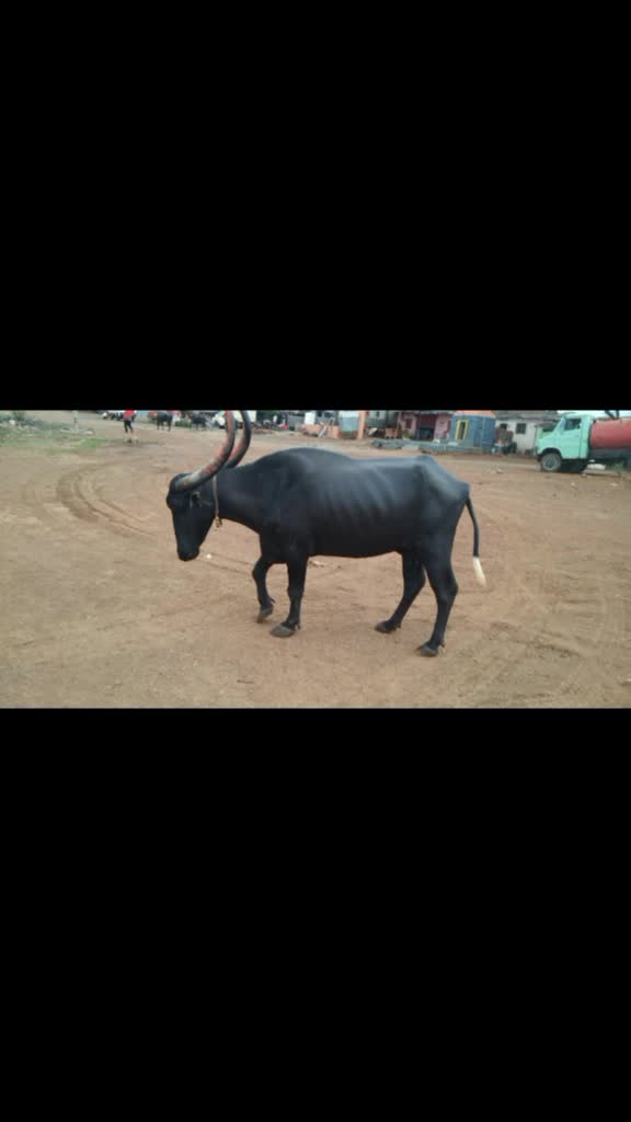 @jinnas bahu umap