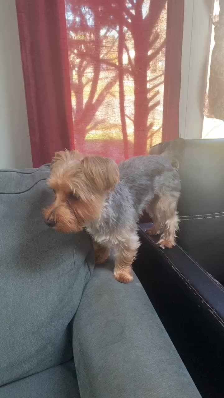 @tedtheyorkie
