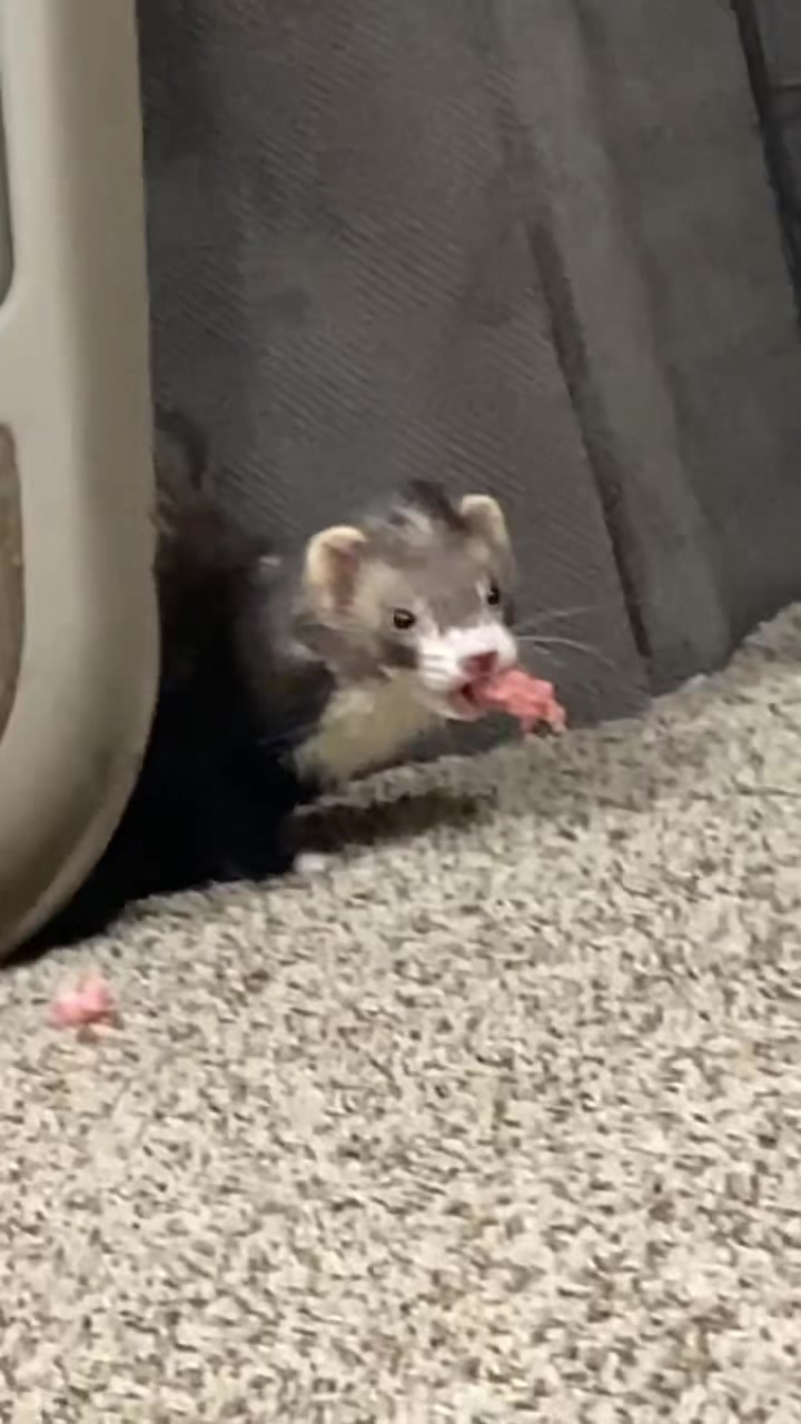 @Sᴄʀᴇᴀᴍ