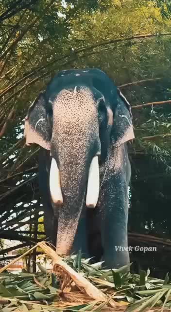 @ഒറ്റയാൻ