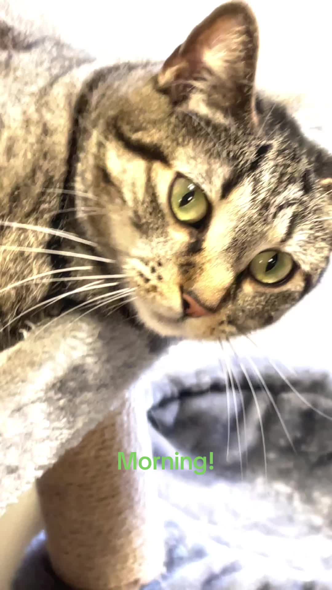 @dandysworldfan_boxten
